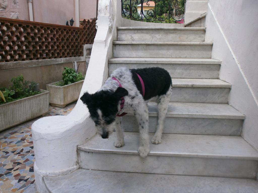 Villa Saphir Nizza Kültér fotó